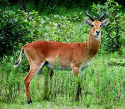 Antelope in Ghana