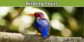 Birding Tours