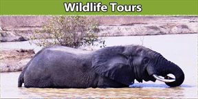 Wildlife Tours