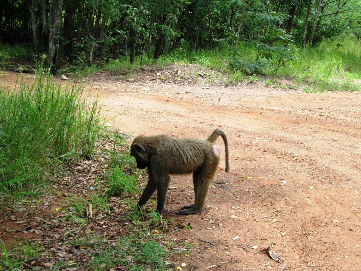 Baboon on dirt road at Shai Hills