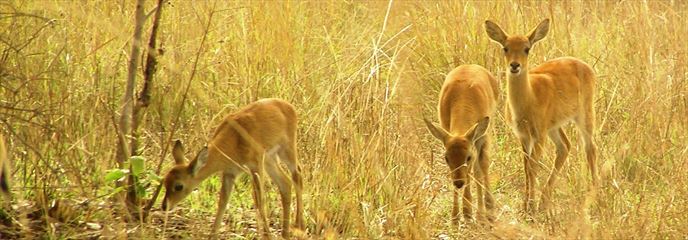 Antelope at Shai Hills