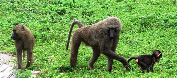 Baboons in Ghana