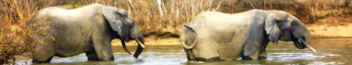 Elephants in water