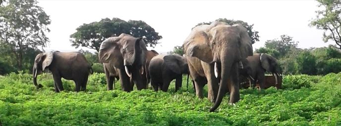 Elephants at Mole National Park