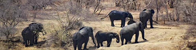 Elephants at Mole National Park in Ghana