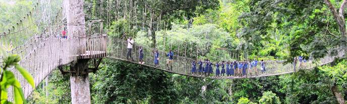 school children on Kakum canopy walkway