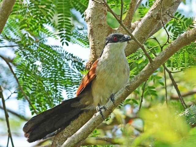 Senegal coucal in tree in Ghana