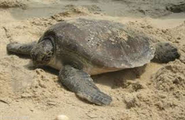 Marine turtle Ghana