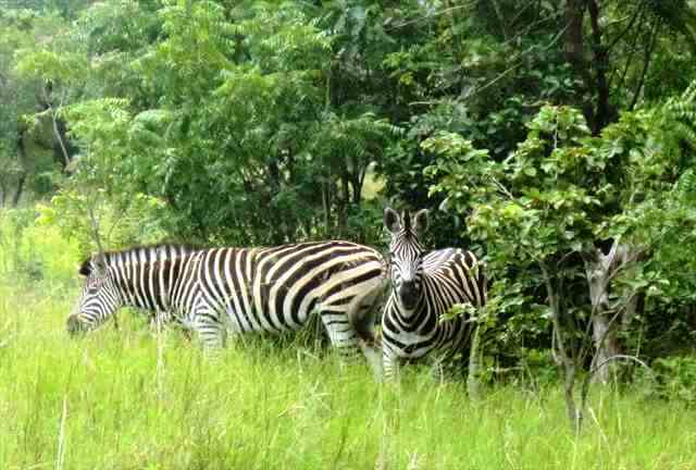 Zebra at Shai Hills