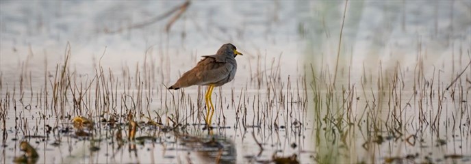 Wading bird in Ghana