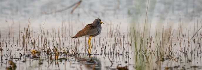 Wading bird in Ghana