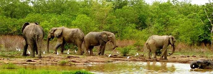 Elephants in Mole Park