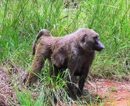 Baboon in Ghana