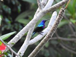 Splendid sunbird in Ghana