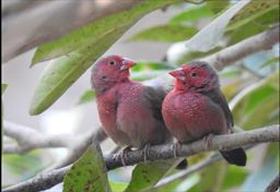 Bar-breasted finches in Ghana