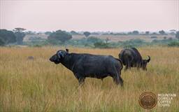 Buffalos at Murchison Uganda.jpg