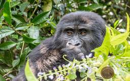 Bwindi Gorilla Uganda.jpg