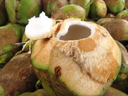 Freshly opened coconut
