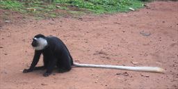 Colobus monkey in Ghana