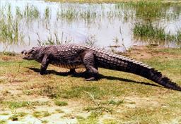 crocodile walking in Ghana