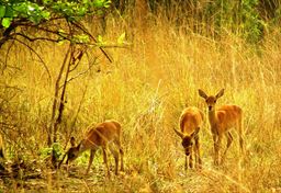 Deer in Shai Hills