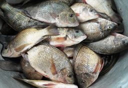 Fish ready for market in Ghana