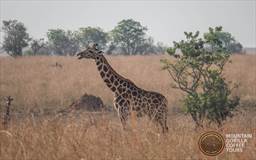 Giraffe at Murchison Uganda.jpg