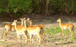 Antelope at Mole National Park