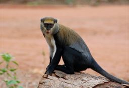 Mona monkey in Ghana
