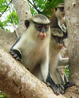 Mona monkey in Ghana