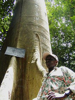 Ghana forest