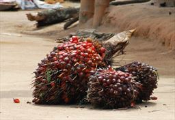 Palm nuts