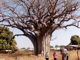 Ancient Baobab tree in Saakpuli