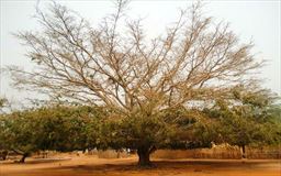 Baobab tree in Ghana