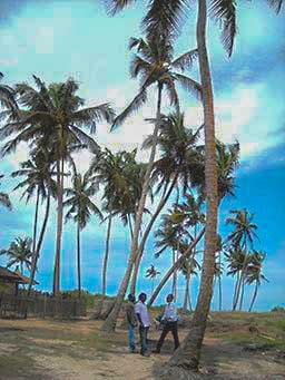 Under some coconut trees