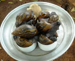Achatina Achatina (African snails) for sale in Ghana