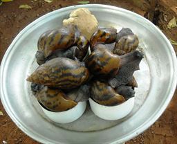 Achatina Achatina in Ghana