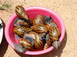 African snail for sale