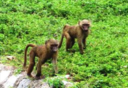 Baboons at the roadside in Shai hills