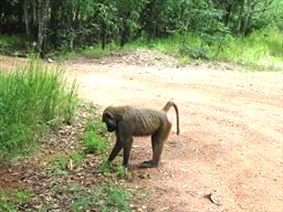 Baboon on dirt road in Ghana