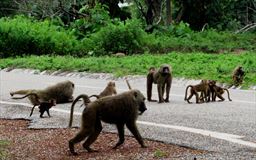 Baboons at Mole National Park
