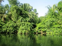 Banks of the volta river