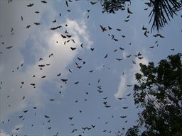 Fruit bats in Ghana