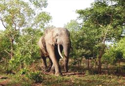 Forest elephant at Mole National Park in Ghana