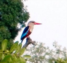 Grey-headed Kingfisher Ghana