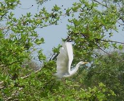 Egret Ghana