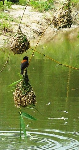 Bird in Ghana