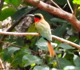 Bee eater Ghana