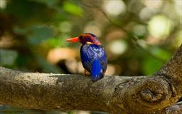 Kingfisher bird in Ghana