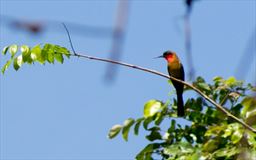 Red throated bee eater in Ghana